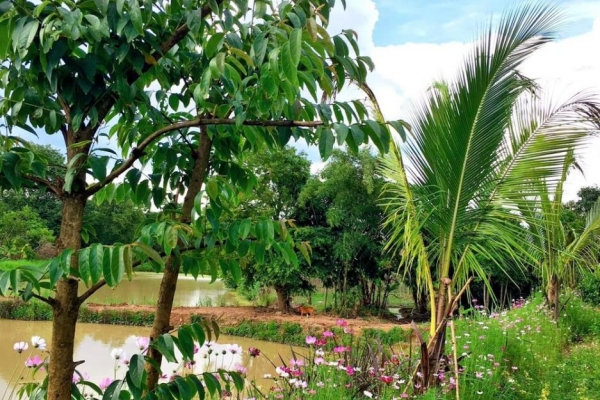 SIÊU PHẨM NHÀ VƯỜN ,HOMESTAY,KHU NGHĨ DƯỠNG XÃ TÂM THẮNG ,HUYỆN CƯ JUT,TỈNH ĐĂK NÔNG